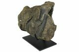 Fossil Hadrosaur (Maiasaura?) Fused Sacral Vertebrae - Montana #173490-4